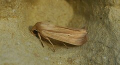 Mythimna pallens
