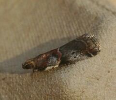 Acrobasis suavella