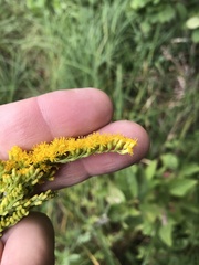Solidago canadensis canadensis