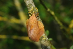 Gastropacha quercifolia