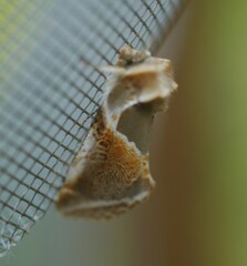 Habrosyne pyritoides