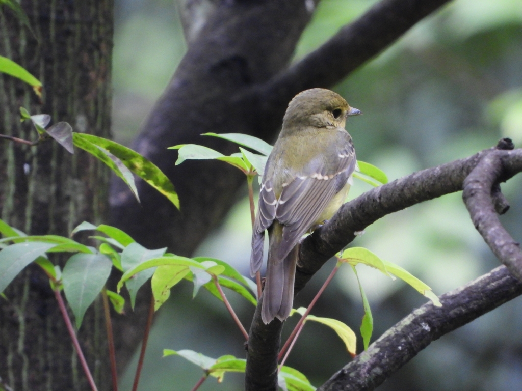 Green-backed Flycatcher