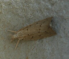 Calamotropha paludella