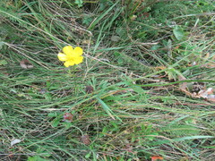 Ranunculus polyanthemos