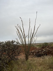 Fouquieria splendens splendens