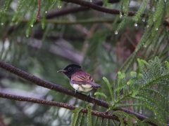 Terpsiphone atrocaudata