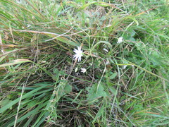 Stellaria palustris