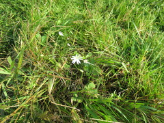 Stellaria palustris