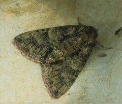 Polyphaenis sericata