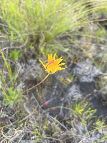 Image of Ursinia nudicaulis by (c) Charleen Brunke, some rights reserved (CC BY)