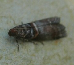 Acrobasis marmorea