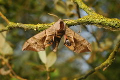 Smerinthus ocellata