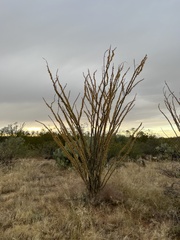 Fouquieria splendens splendens