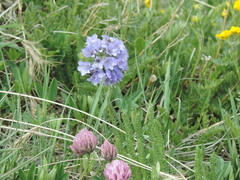 Polemonium confertum