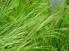 Bromus sterilis