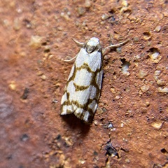 Scaptesyle dichotoma