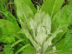 Verbascum pulverulentum