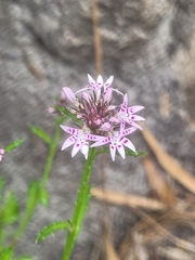 Lobelia jasionoides