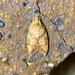 Lophopepla igniferella