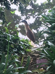 Nycticorax caledonicus