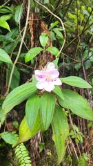 Melastoma
