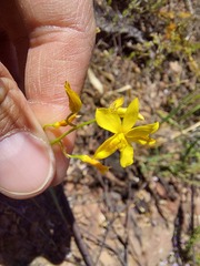 Cyanella