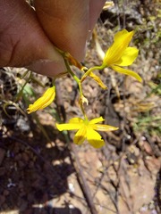 Cyanella
