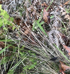 Syngonanthus flavidulus