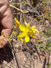 Cyanella