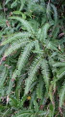 Dicranopteris