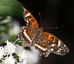 Anthanassa texana seminole