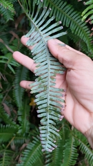 Dicranopteris