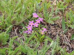Primula angustifolia
