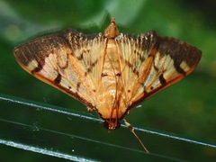 Syllepte fabiusalis