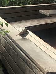Passer domesticus