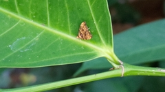 Choreutis amethystodes