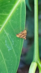 Choreutis amethystodes