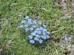 Eritrichium argenteum