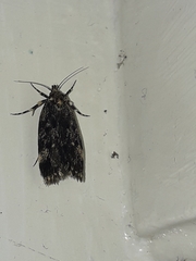 Barea codrella