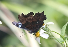 Kaniska canace