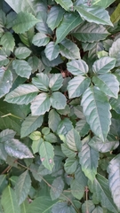 Causonis japonica
