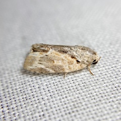 Etanna breviuscula