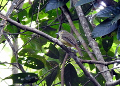 Tricholestes criniger