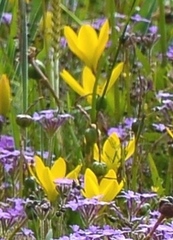 Zephyranthes citrina