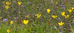 Zephyranthes citrina