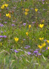 Zephyranthes citrina