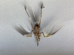 Erithacus rubecula