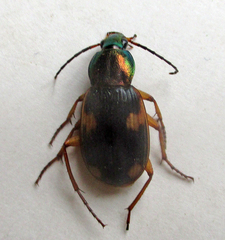 Chlaenius dusaultii dusaultii