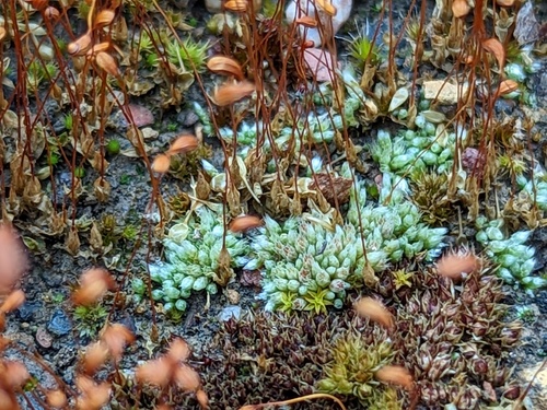 Bryum lanatum