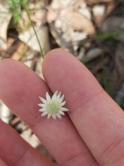 Actinotus minor